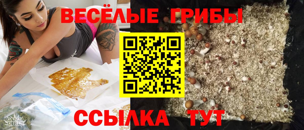 Псилоцибиновые грибы Psilocybe Тихорецк